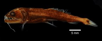 Media type: image; Ichthyology 46359